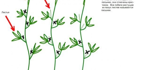 Pasynkovanie krastavaca i pravilan uzgoj u stakleniku